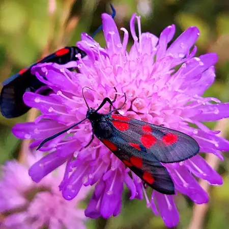 Postgaarden Froslev Apartment Padborg