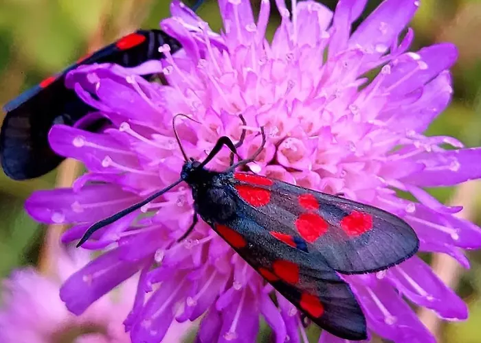 Postgaarden Froslev Appartement Padborg